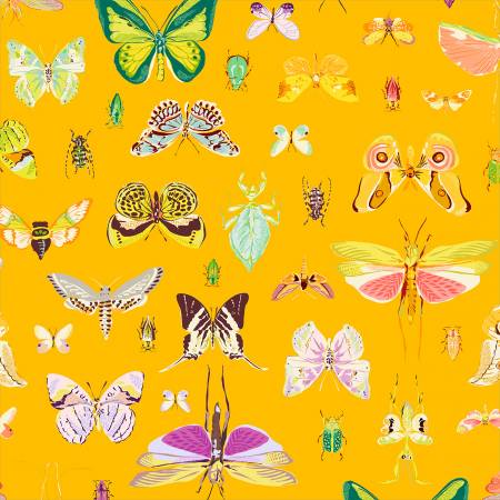 Insectarium Amber On Display