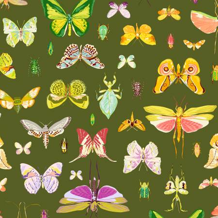 Insectarium Olive On Display