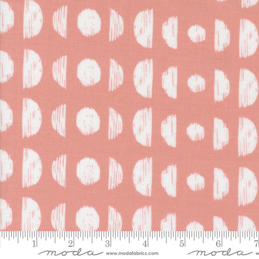 Botany Phases Camellia